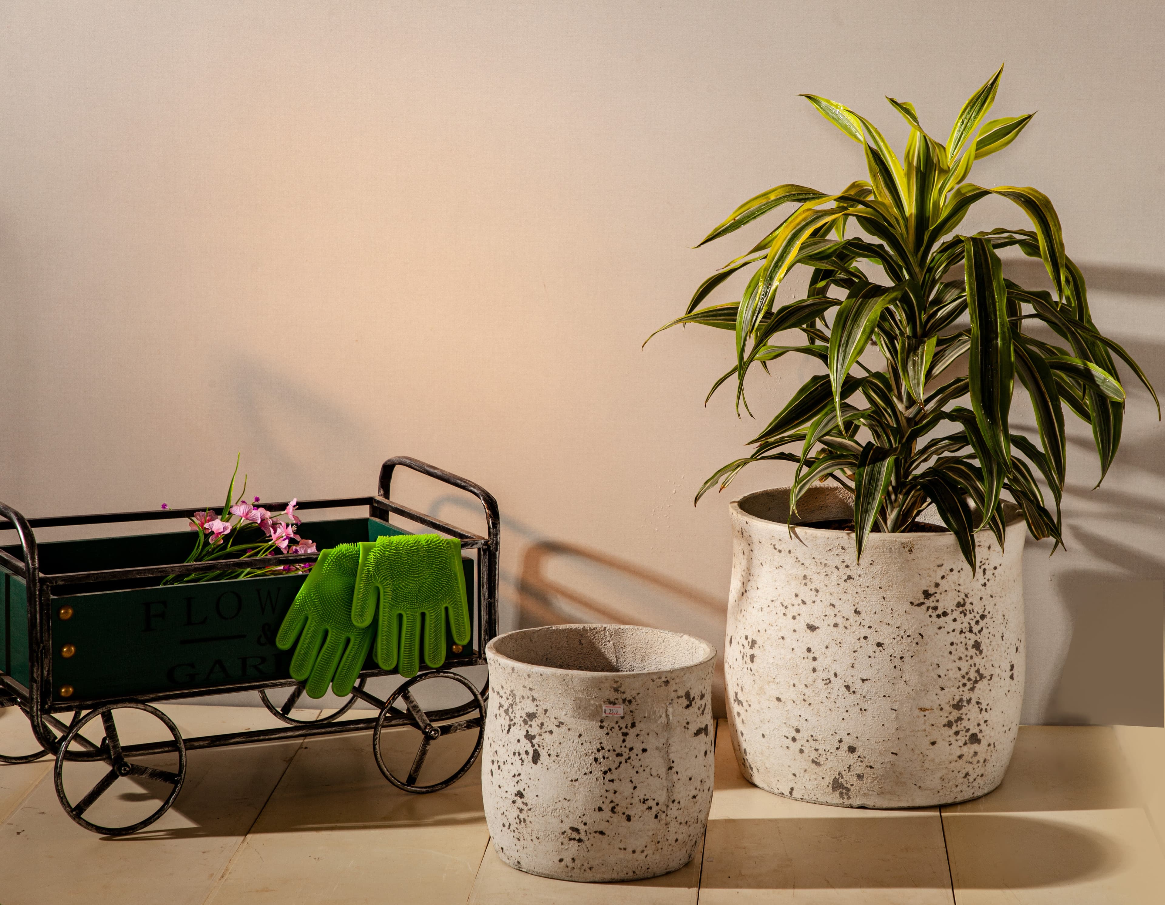 Plant in a handcrafted ceramic pot