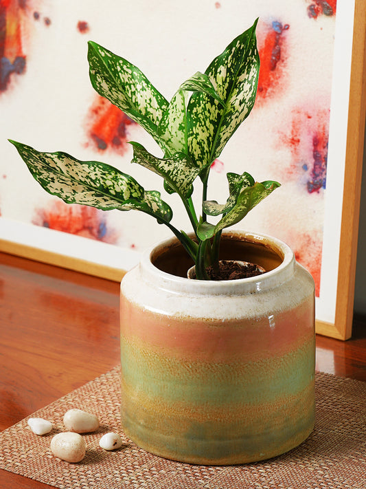 Two Tone Round Ceramic Flower Vase