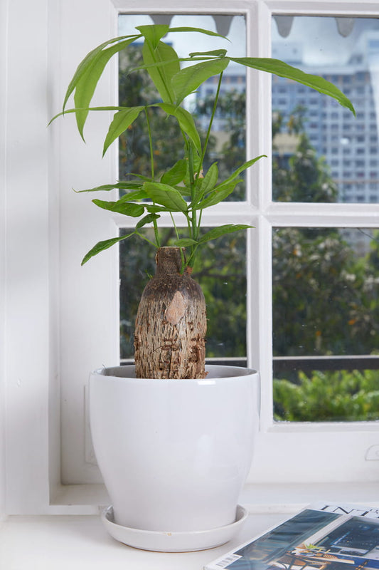 Glazed Ceramic Tabletop Planter Pot With Saucer Size 1