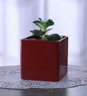 Glazed ceramic square shaped planter
