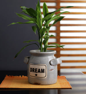Dream vase